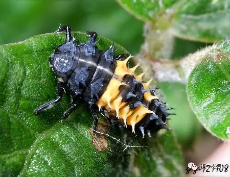 玉米上的虫害打什么药,玉米虫害防治口诀谚语