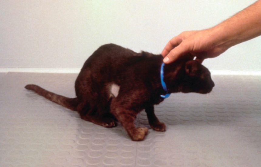 猫咪急救手册,猫咪动脉血栓取出