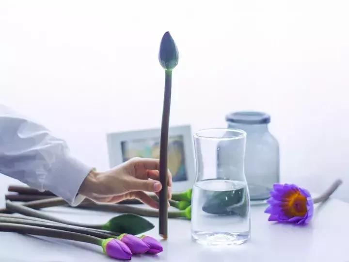 睡莲怎么养能开久一点,睡莲在室内如何养护才能快速开花