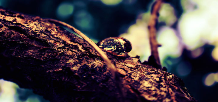 琥珀有机宝石魅力,琥珀有机宝石