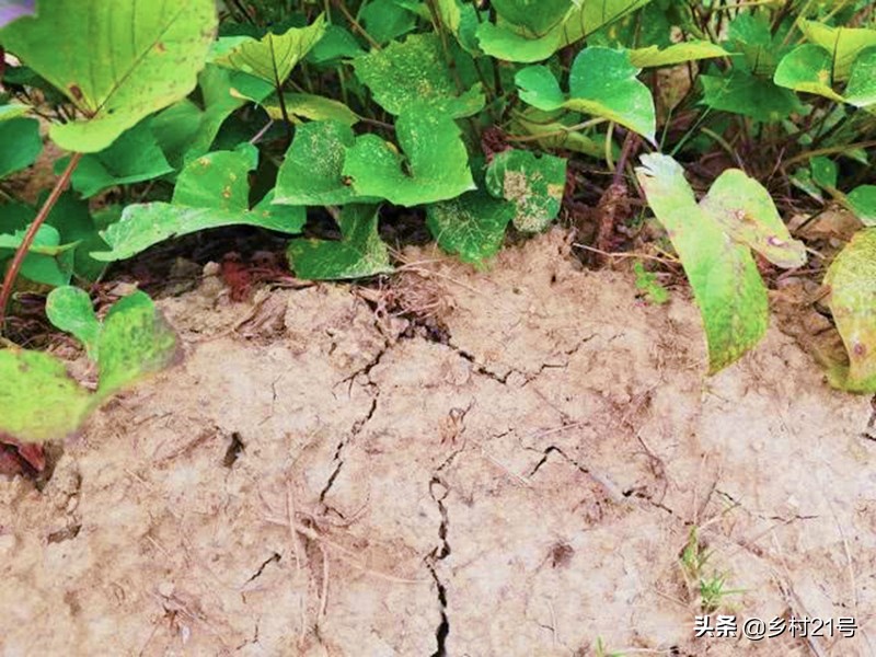 种植红薯如何防治害虫图片,种红薯膨大素肥料