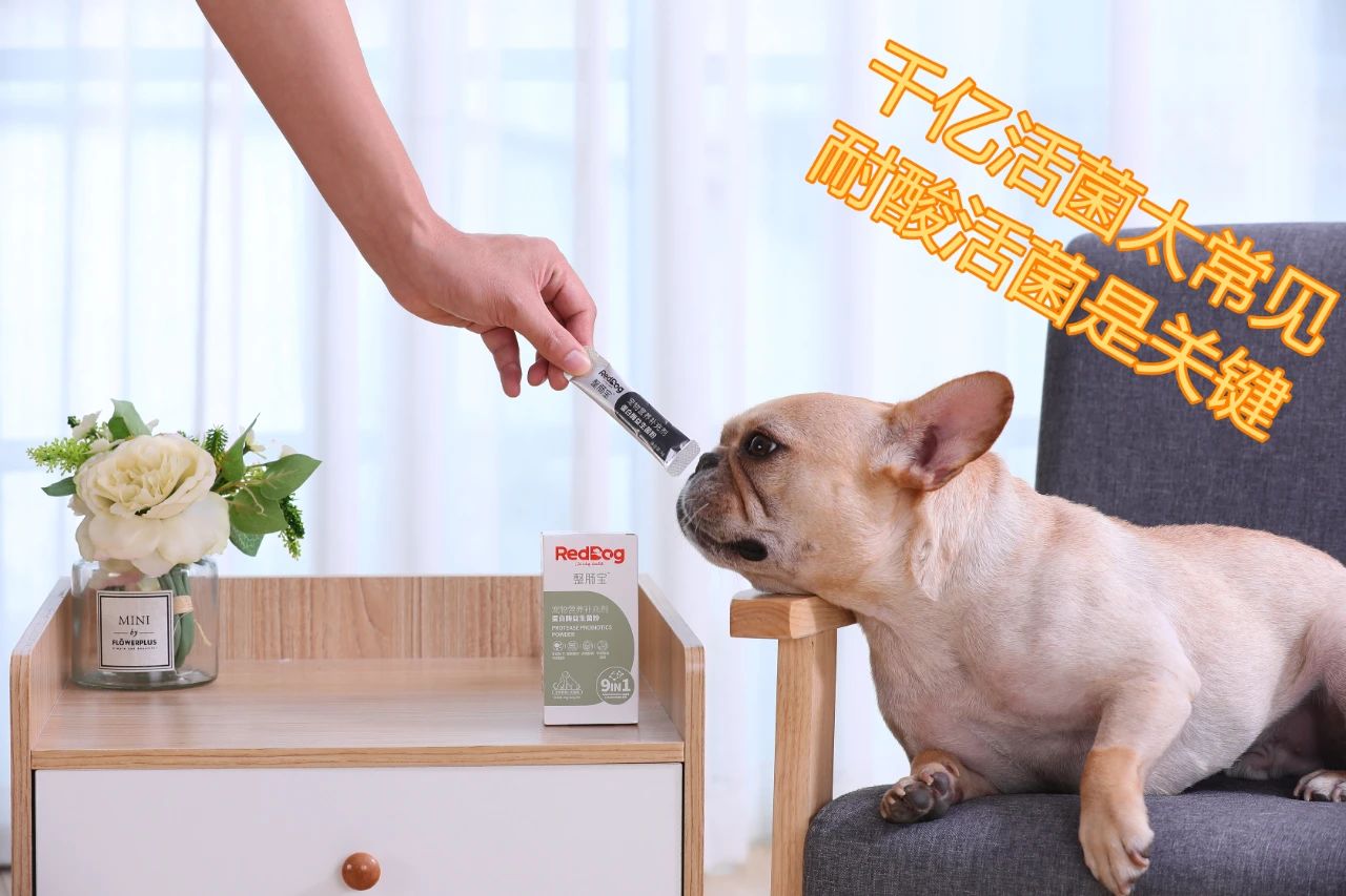 主人拉肚子了小猫咪会怎么办,猫主子拉稀