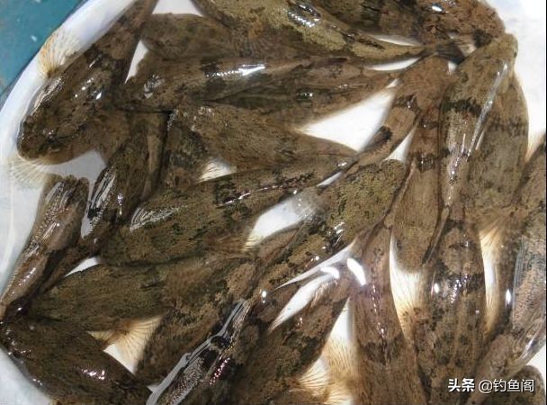 凶猛虎头鱼,虎头鱼特性