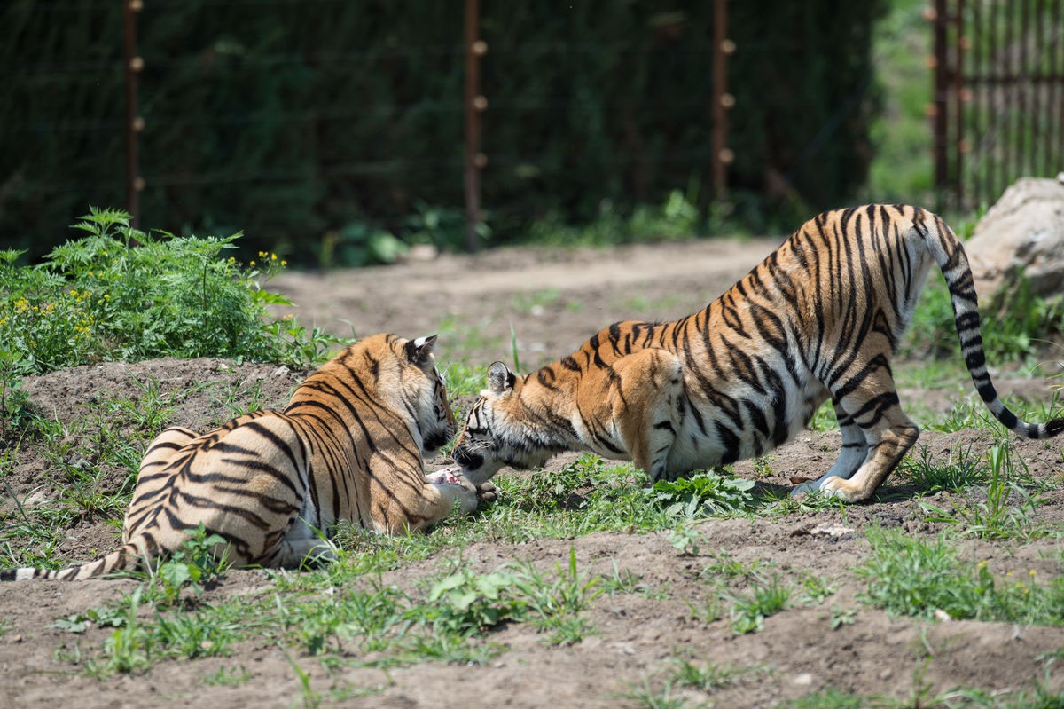 18年前放养非洲的华南虎，如今怎么样了？为何迟迟不能回家？