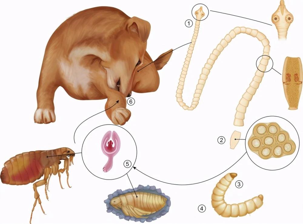 绦虫是怎么繁殖的,绦虫为什么会寄生在人类身上