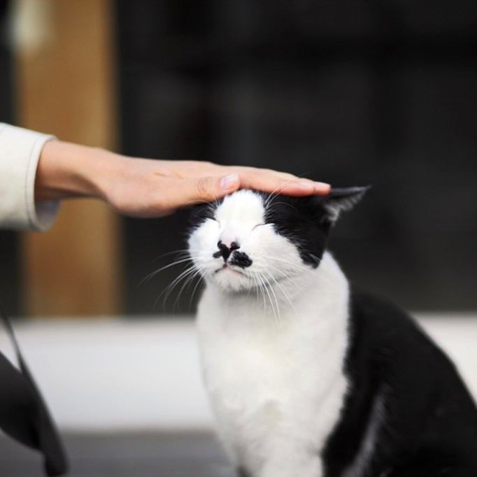 猫咪发情时我们应该怎么办？大掌柜带你了解猫咪的发情期！