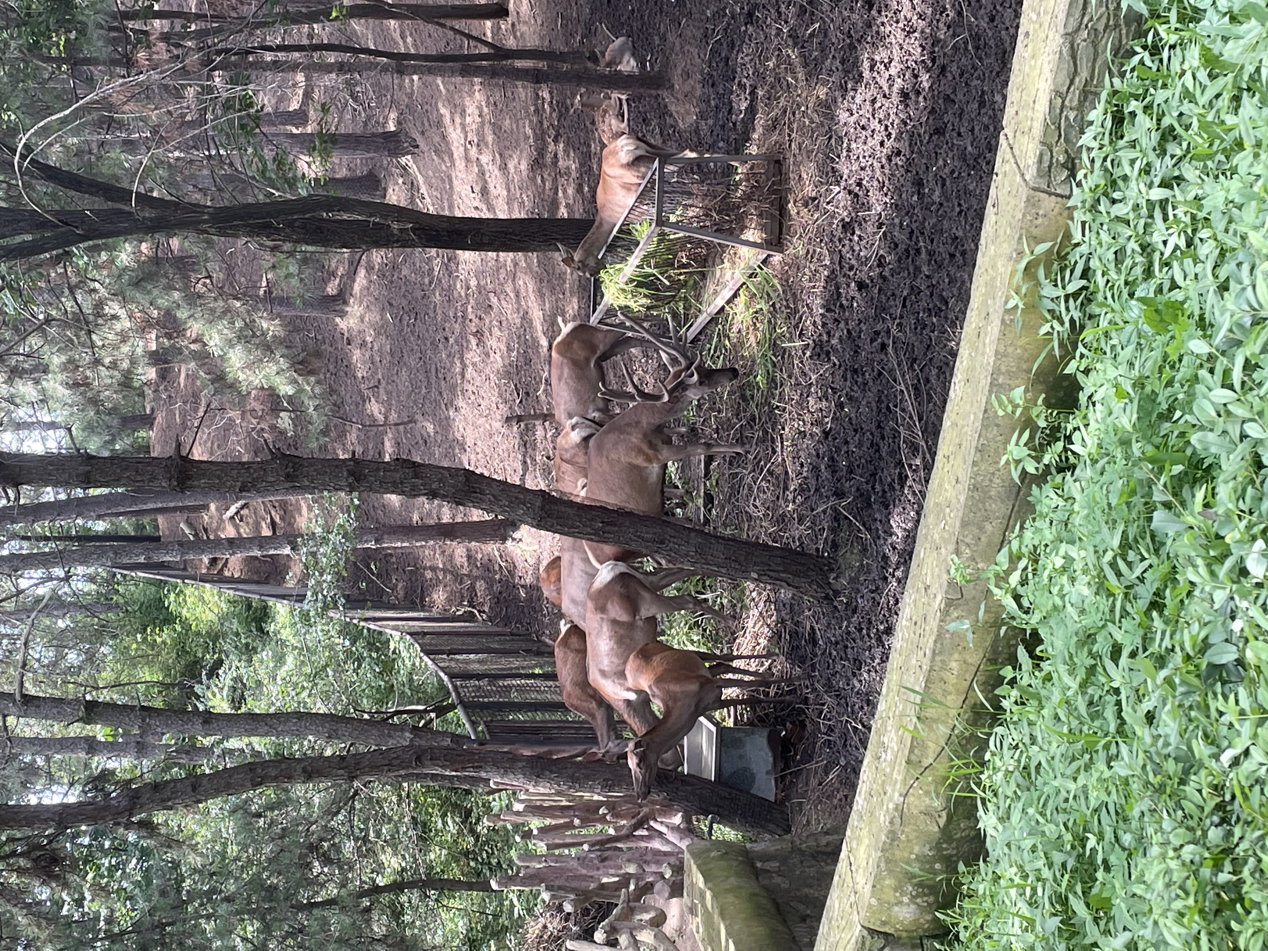 沈阳森林动物园春游,五一小长假去沈阳森林动物园游玩