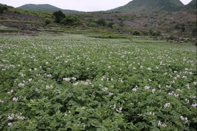 卖火了！弥勒紫色“将军芋”！政府包了