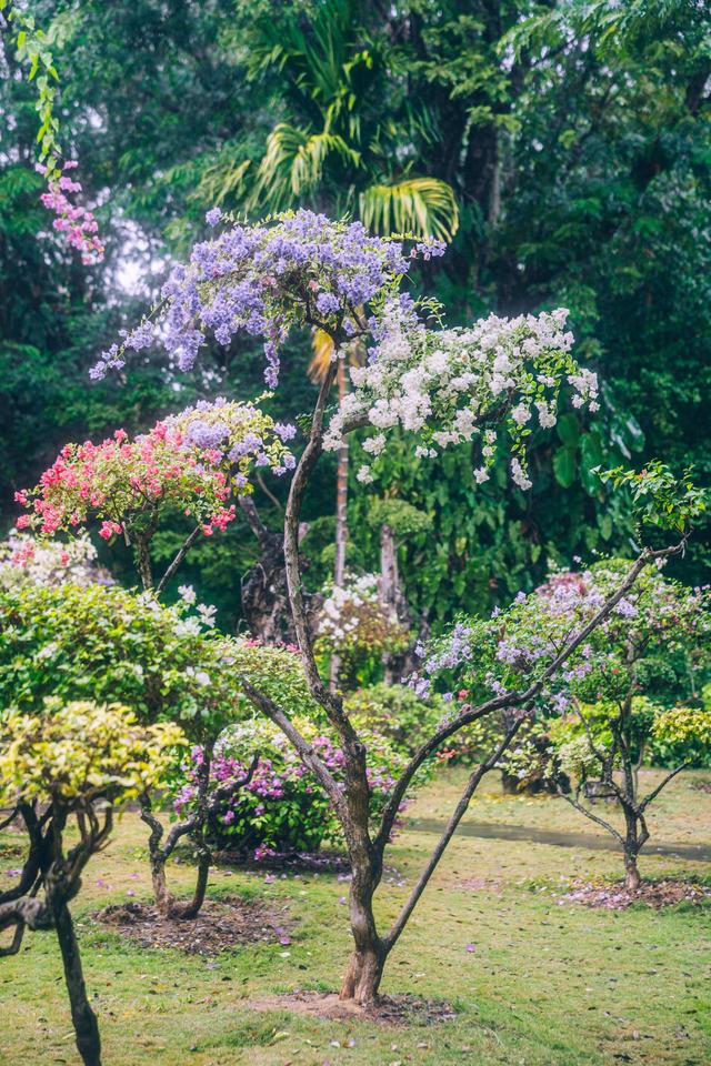 西双版纳曼听公园御花园,曼听公园西双版纳网红景点