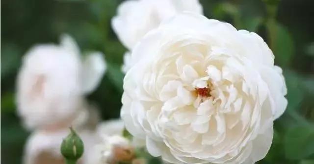 100种玫瑰图片大全,介绍100种不同品种的玫瑰视频