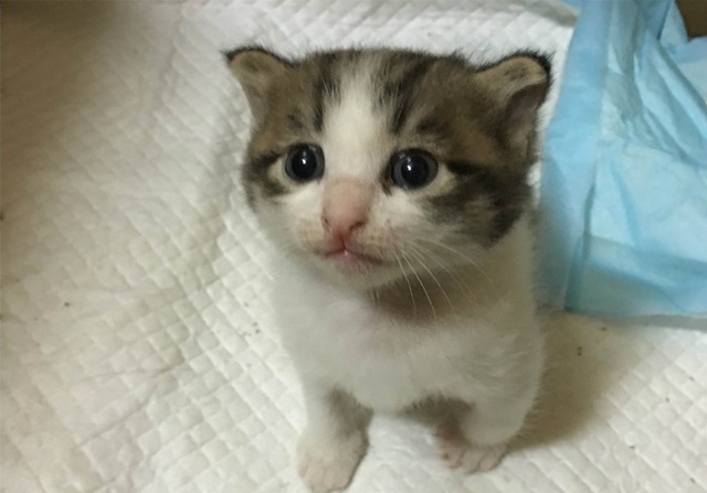 新生乳猫喂养,小奶猫该怎么养需要注意哪些事项