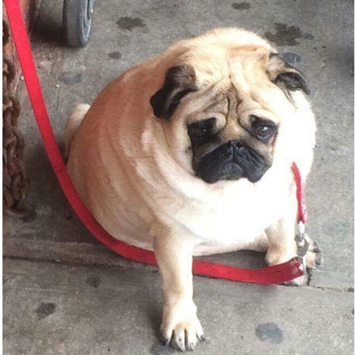 幼犬细小心肌炎的症状,小狗肺炎呼吸急促应该怎么缓解