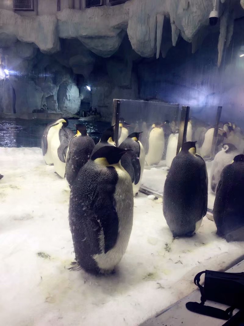 全球最大的长隆海洋公园,沉浸式参观长隆海洋王国