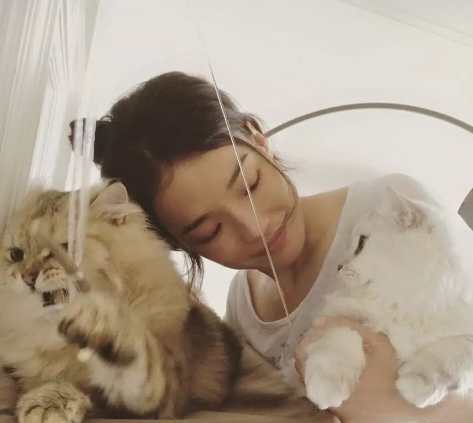 猫毛辟谣,有人说猫毛过敏怎么回答