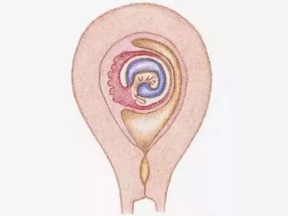 1-40周胎儿发育营养过程图,1-40周胎儿发育孕妈饮食