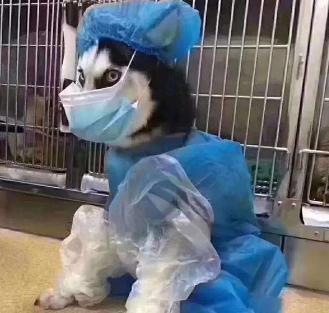 狗也会感染新冠病毒？检测呈弱阳性，这3点让你的狗远离病毒