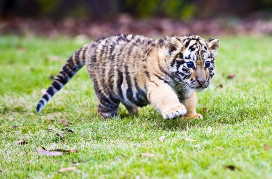 野生东北虎遇到人会主动攻击吗,为了自保杀死东北虎违法吗