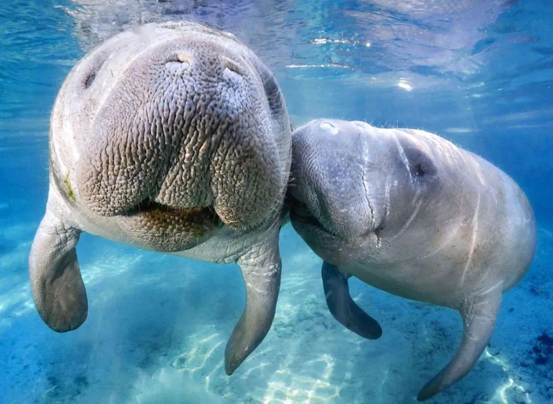 澳大利亚沙滩鲨鱼岛,西澳大利亚鲨鱼湾