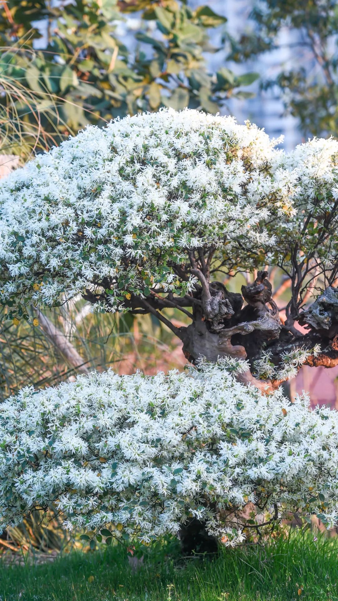 黄鹤楼细支神秘花园,黄鹤楼神秘花园