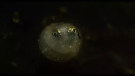 年度最佳女主角范冰冰,颜值与演技力压范冰冰