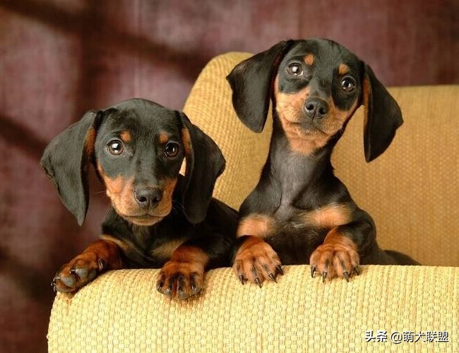 狗界最凶猛的犬,十大聪明名犬腊肠犬