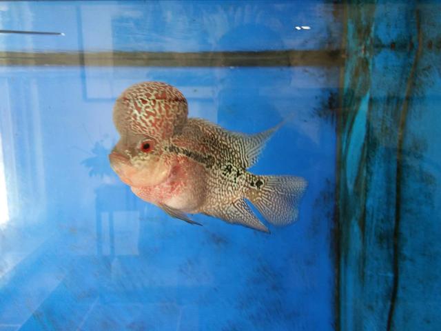 鱼缸滤材背后的秘密,昂贵鱼缸滤材值不值得买