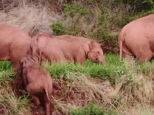 大象能吃带壳的榴莲么,大象吃榴莲带壳