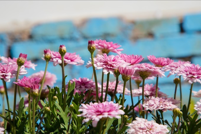 消失的地平线上的“香巴拉”和“女儿国”（二）