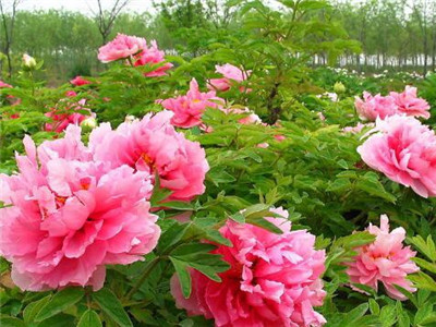 深圳牡丹种植,牡丹种球种植