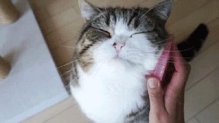 新手养猫注意事项以及幼猫到新家,新手养猫养什么猫又便宜又好养