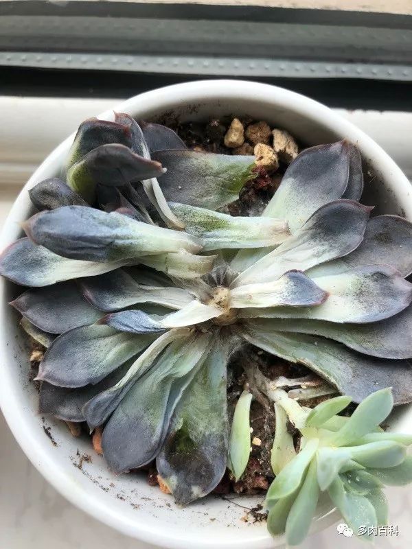 多肉植物能喷叶面水吗,水养多肉植物怎么养