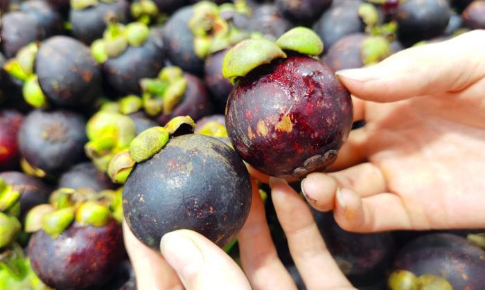 山竹挑选小技巧,山竹的挑母方法