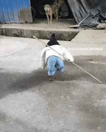 这是来自东方的神秘力量,我们对美承诺,绝不首先使用局座!