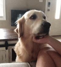 狗子吃醋女朋友,狗子喜欢女朋友怎么办