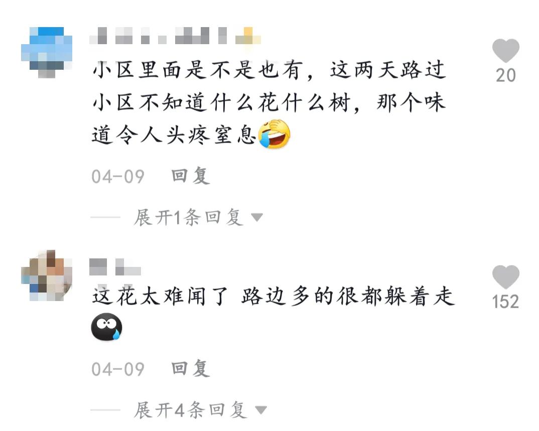 石楠花为什么是生命之花,石楠花是怎样的