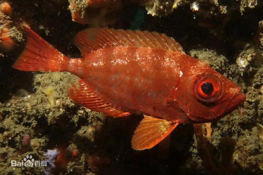 潮汕什么鱼做刺身最好吃,潮汕的鱼哪种适合刺身