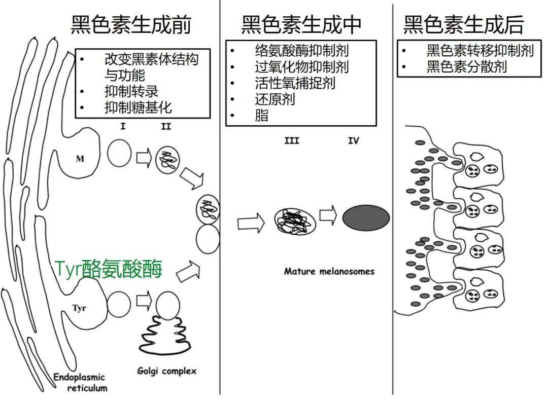 送你养颜古方,送你一套简单有效的美容攻略