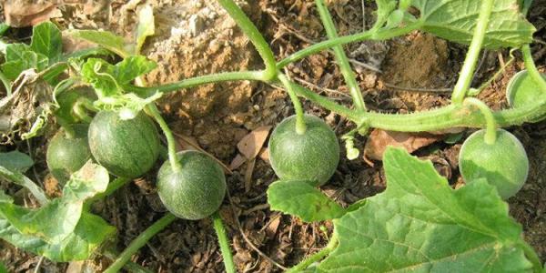 我们小时候玩的野果子玩具,农村小孩玩儿玩具