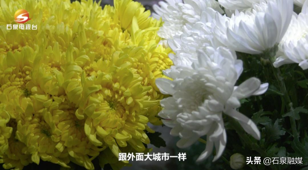 清明节临近石泉花店菊花畅销