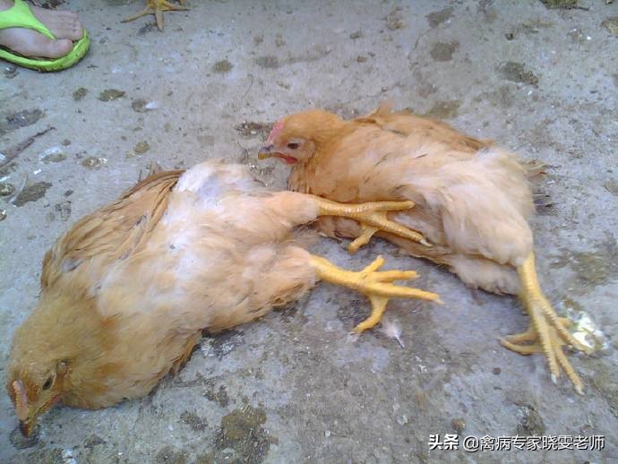 鸡出现新城疫用什么药,禽流感鸡瘟病