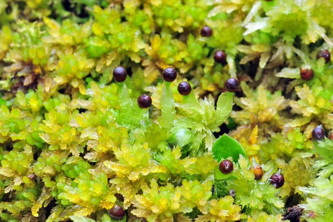 吃毒菇、睡蛇窝，只为挖一堆草，这个重庆博士要做当代神农