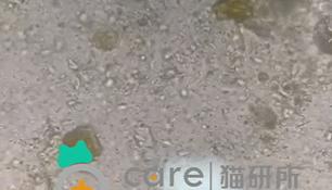 猫咪老是把屎踩的到处都是,猫咪踩屎在脚上