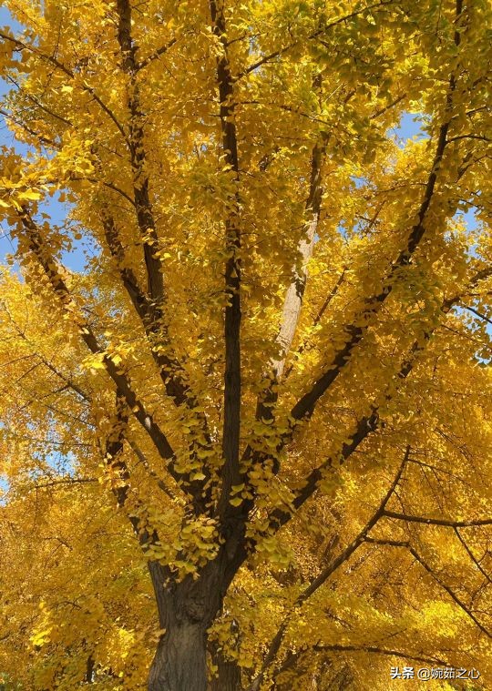 《婉茹·心语》婉茹/原创