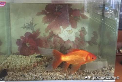 什么尺寸的鱼缸最适合新手？