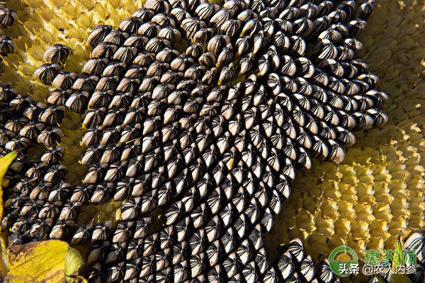 内蒙古葵花籽价格最新行情,菜籽油花生油葵花籽油多少钱一斤