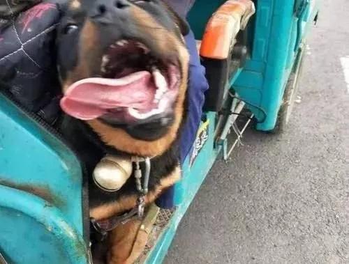 把狗溜累的视频,怎么把狗遛累