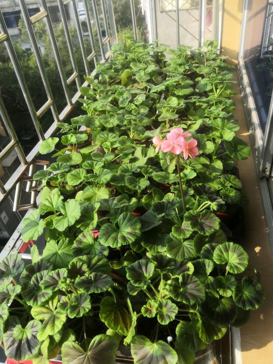 天竺葵怎么养才一年四季开爆花,天竺葵怎么养能开花不断