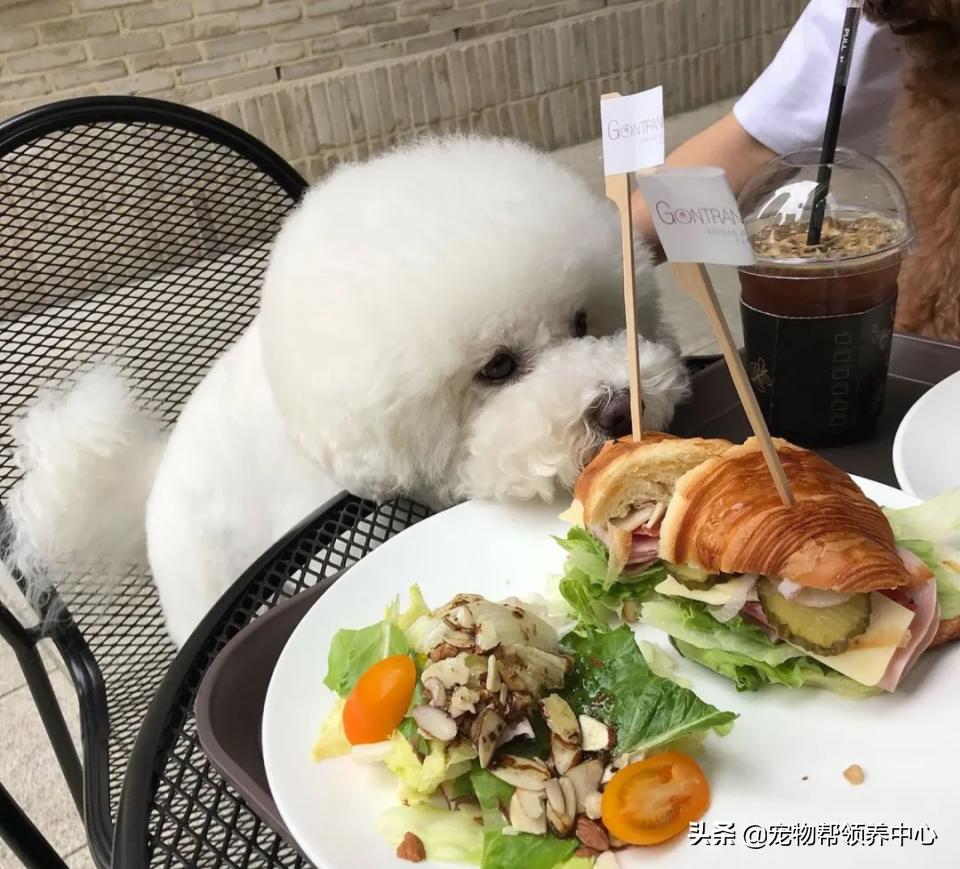 如何教比熊安静等待,比熊活蹦乱跳该怎么训练