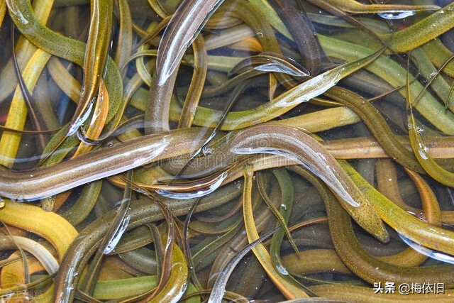 推荐6种鱼营养好肉质,鱼刺少又好看的鱼有哪些