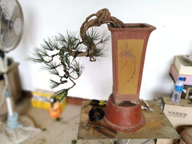 怎样提高裸根黑松存活 (黑松下山桩采挖时需修剪吗)